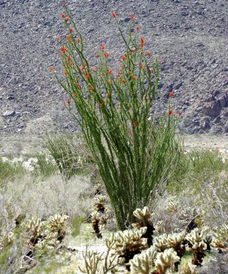 IMG_3882borrego.jpg