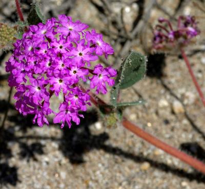 IMG_3888borrego.jpg