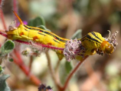 IMG_3901borrego.jpg