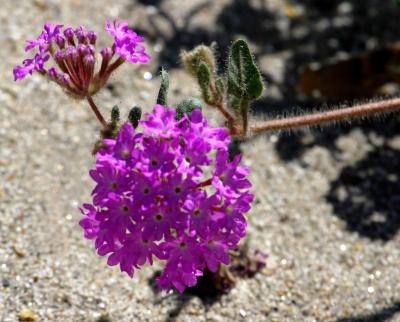 IMG_3909 borrego.jpg