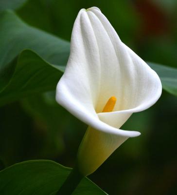 IMG_3915flowers.jpg