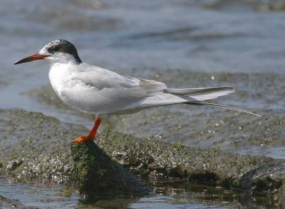 IMG_4453 terns.jpg