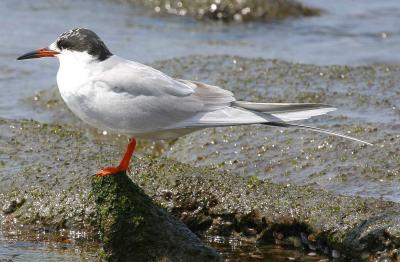 IMG_4457 terns.jpg