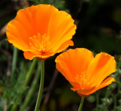 IMG_4599 flower.jpg