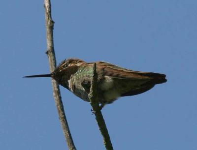 IMG_4793 hummers.jpg