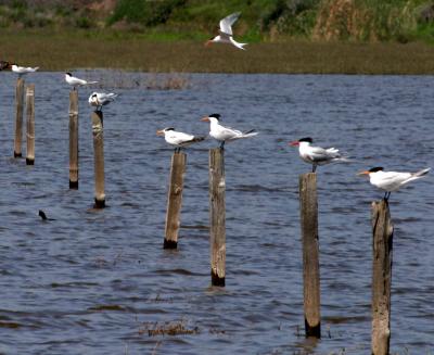 IMG_4731 terns.jpg