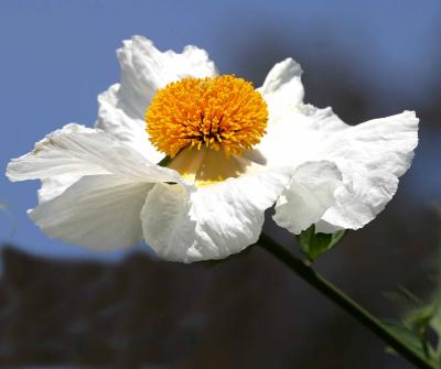 IMG_4809 flowers.jpg
