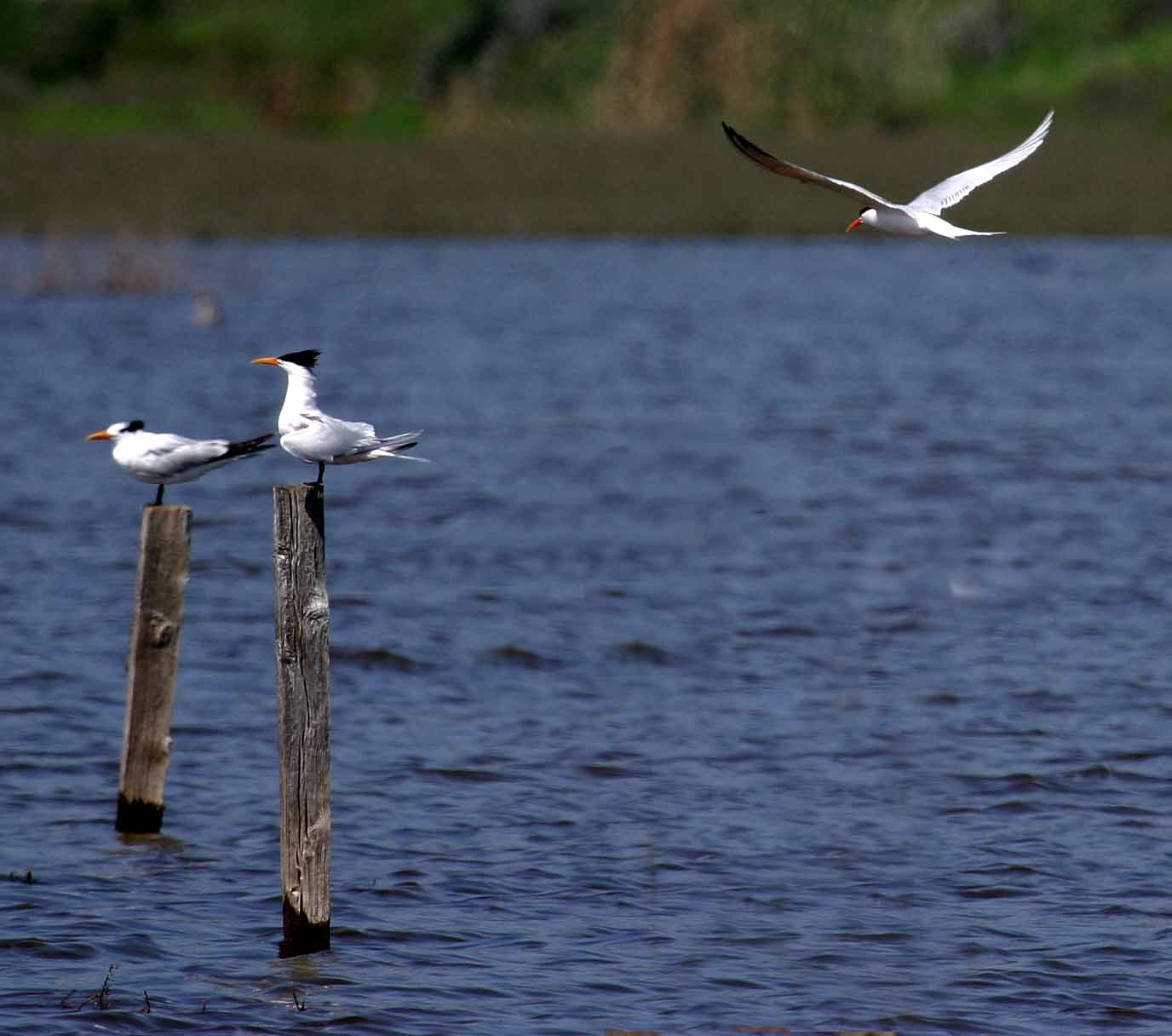 IMG_4736 terns.jpg