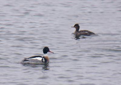 u42/heronlvr/medium/27384984.P3280021RedBreastedMerg.jpg