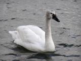 Young Tundra Swan