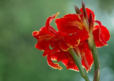 Canna Lily