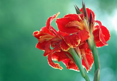 Canna Lily 2