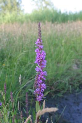 Lythrum salicariaPurple loosestrifeKattestaart 