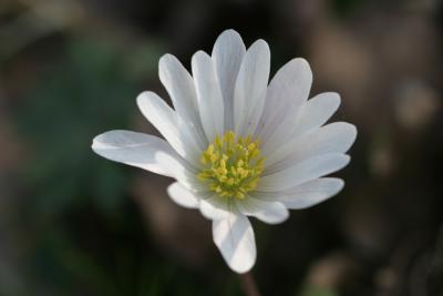 Anemone blanda <br>Oosterse anemoon