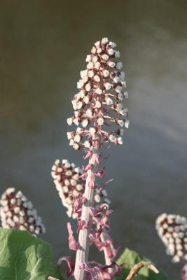 Petasites hybridus Butterbur Groot hoefblad 