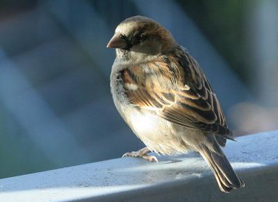 Passer Domesticus Sparrow Huismus