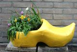 Things growing out of a wooden shoe