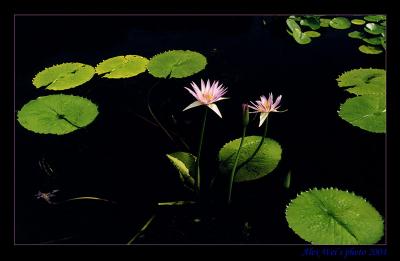 pink water lily
