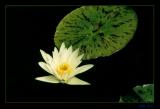 yellow water lily
