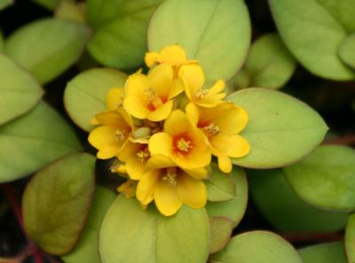 Lysimachia on 9th Street