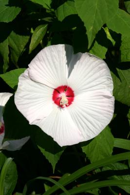 Pancake Hibiscus