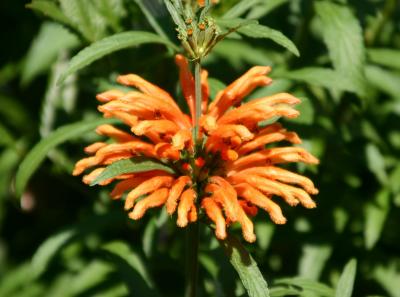 Leonotis or Lion's Ear