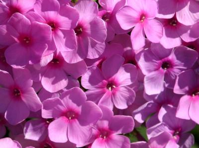 Pink Phlox