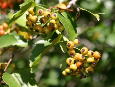 Hawthorne Tree Berries WSVG