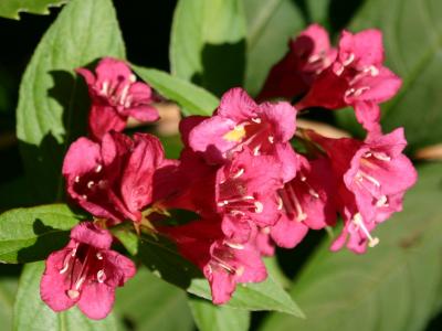 Weigela