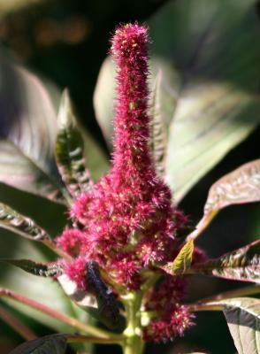 Amaranthus