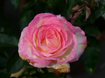 Rose Bushes for Sale