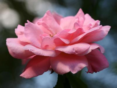 Pink Rose