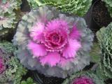 Ornamental Cabbage