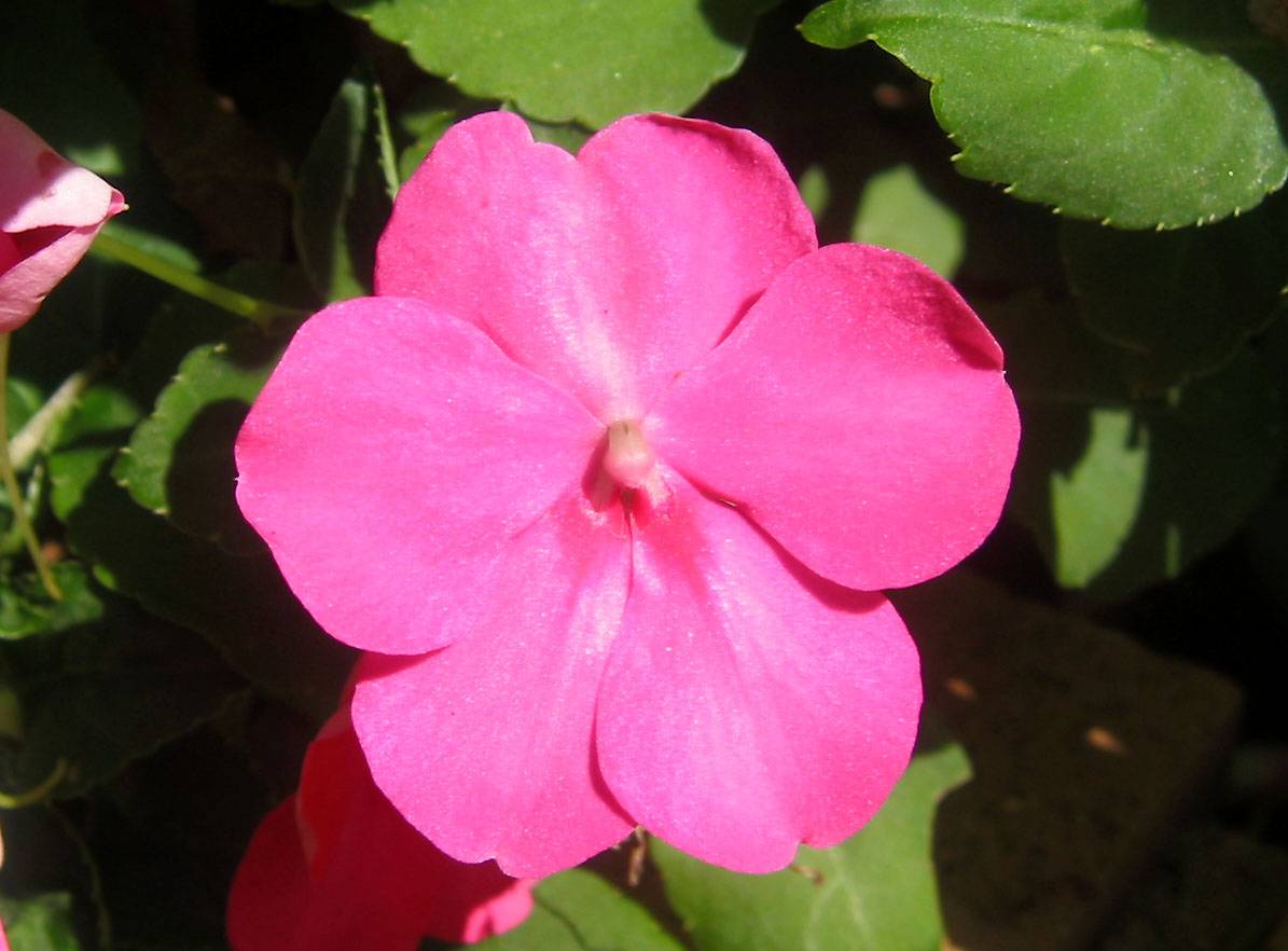 Pink Impatiens on Mercer Street