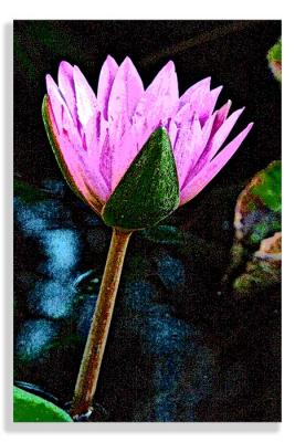 Dusk Lilly