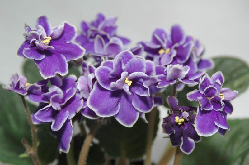 Violetta-africana-70mm.jpg