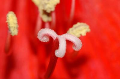 Amaryllis-belladonna.jpg