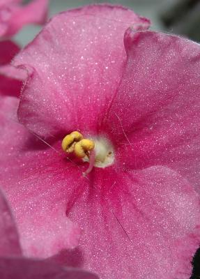 Violetta-africana-pink-crop.jpg