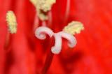 Amaryllis-belladonna.jpg