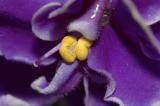 Violetta-africana-250mm.jpg