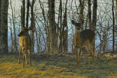deer1