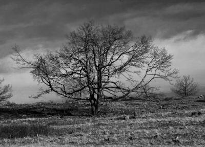 Big Meadows/Tree/BW