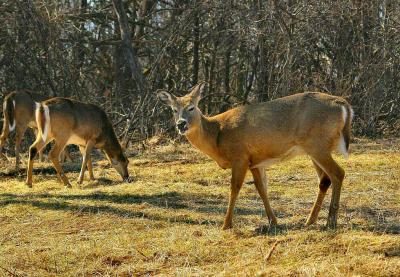 deer2