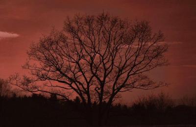 tree/colorized