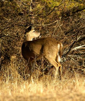 deer3
