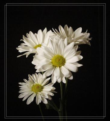 flower/macro2