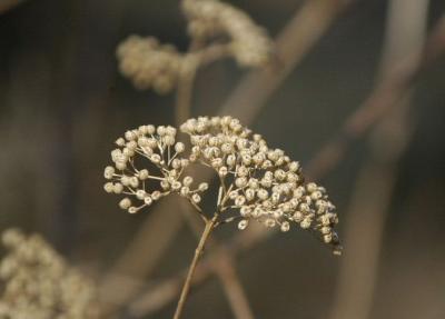 Macro 1