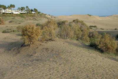 DSC_0177.jpg
