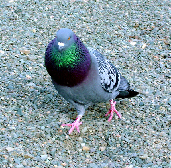 Lowly Pigeon looking quite proud