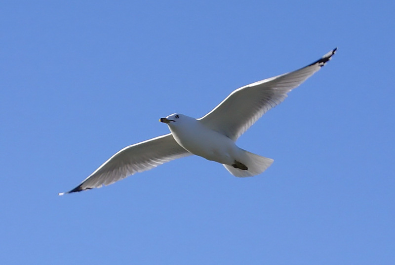 Seagull over Quidi Vidi Lake